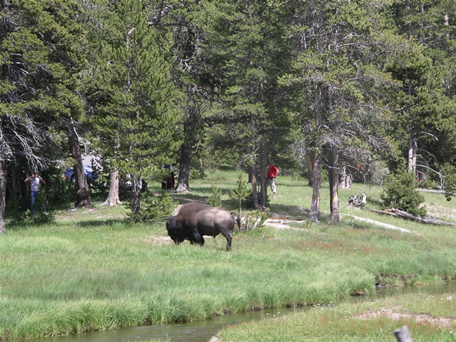 images/G-Watching Bison , returning from Mammoth (3).jpg